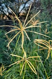 Image result for Eustachys paspaloides