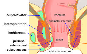 Epidemiology incidence is estimated at ~1:10,000. Anorectal Abscess Wikipedia