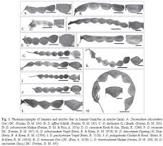 Image result for Desmodium subsecundum