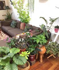 2 962 Otmetok Nravitsya 85 Kommentariev Jamie Song Jamies Jungle V Instagram Over The Holiday Period I Gathered All Of House Plants Decor Decor Plants