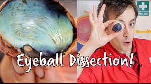 Of how the eye works, try one of these videos on youtube. What S Inside An Eyeball Eyeball Dissection We The Curious Youtube