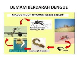 Gunakan nyamuk png gratis ini untuk desain web, desain dtp, selebaran, proposal, proyek sekolah, poster, dan lainnya. Demam Berdarah Dengue Dbd Ppt Download