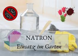 Natron Im Garten Anwenden 15 Geniale Moglichkeiten In 2020 Ameisen Im Garten Natron Garten