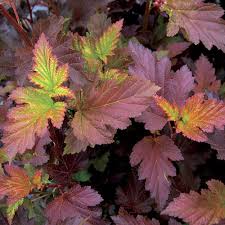 Foliage matures to deep burgundy followed by clusters of contrasting white flowers and finally bright red fruit. Ninebark Finegardening