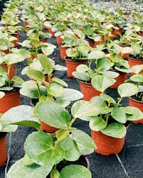 Image result for Cissus rotundifolia