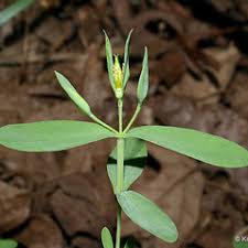 Image result for Oxyanthus strigosus