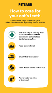 How to brush cats teeth at home. Cat Dental Care How To Clean Your Cat S Teeth Petbarn