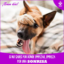 🐾✨ ¿Sabías que el 95% de las pulgas y garrapatas se encuentran en el  ambiente y no en tu perro o gato? Esto significa que, al desparasitar a tu  🐶 o 🐱,