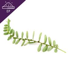 Image result for Phyllanthus amarus