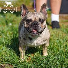 We did not find results for: Frenchie Color Genetics Tato S Frenchies South Florida S Best French Bulldogs