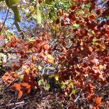 Image result for Searsia lucens