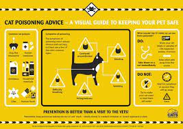 Antifreeze poisoning in pets can be easily avoided. Cat Poisoning Symptoms And How To Spot It Cats Protection
