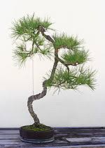 Maybe you would like to learn more about one of these? Bonsai Wikipedia Bahasa Melayu Ensiklopedia Bebas