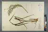 Image result for Panicum graciliflorum