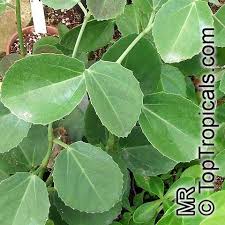 Image result for Cissus cornifolia