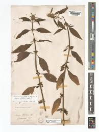 Image result for Leucas deflexa