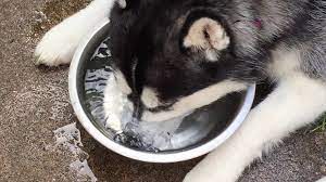How old do puppies have to be to drink water? A Beautiful Husky Adorably Blows Bubbles Whenever She Drinks From Her Water Dish
