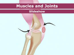 Image result for muscular system