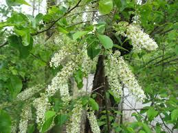 Image result for Prunus serotina