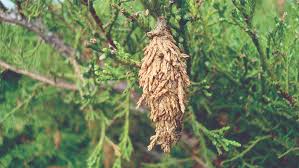 Similar to the spider, the bagworm can be shaken out of hardwood or cedar trees. Bagworm Control Nebraska Extension In Lancaster County