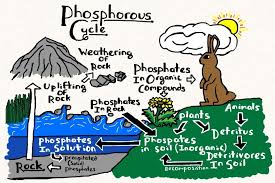 Phosphorus Cycle Cartoon Google Search Ecology Unit High School Science Teaching Biology
