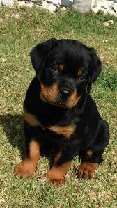 Rottweiler In 2020 Rottweiler Puppies Rottweiler Dog Rottweiler Care