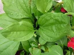 Image result for images of plantains with flowers