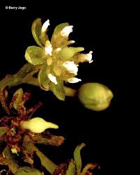 Image result for Beilschmiedia michelsonii