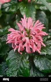 Image result for Lactuca imbricata
