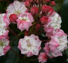 Image result for Hilleria latifolia