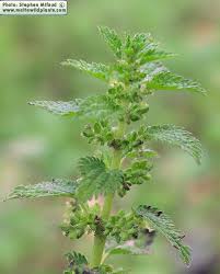 Image result for Urtica urens