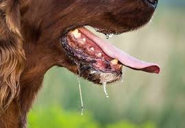 Image result for cuterebriasis in dogs