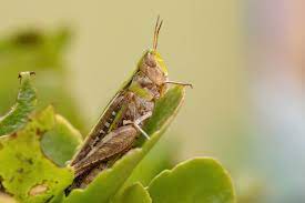 However, scientists have discovered that grasshoppers are consuming rangeland plants which can harbor vesicular stomatitis virus, which the grasshopper. How To Prevent And Get Rid Of Grasshoppers In Your Garden