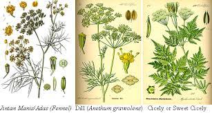 10.215 resep jintan manis ala rumahan yang mudah dan enak dari komunitas memasak terbesar dunia! Jintan Halus