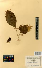 Image result for Antrophyum mannianum