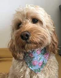 Your puppy will need a collar and leash the day you bring her home. Dino Cupcake Bandana For Dogs Etsy Dog Bandana Pet Accessories Bandana