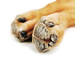 Comment Soigner Les Coussinets Fissures Du Chien Pourquoi Mon Chien A Les Coussinets Craqueles Remedes Naturels Pour Les Toilettage Chien Chien Coussinets