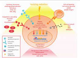 Radiation Induced Heart Disease Pathologic Abnormalities And Putative Mechanisms Semantic Scholar