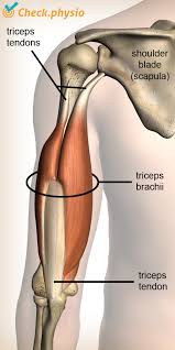 Is it a pulled muscle or something else? Triceps Injury Physio Check