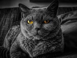 Kedi Tirmigi Cinsel Hayatini Bitirdi