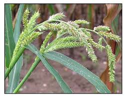 Image result for Echinochloa