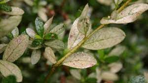 We did not find results for: Picture Of Health How To Keep Your Encore Azaleas Disease And Insect Free Encore Azalea