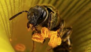 Maybe you would like to learn more about one of these? Attract Bees Into Your Garden Daylilies In Australia