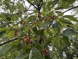 Image result for Diospyros virgata