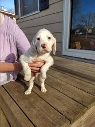 Send email to round river setters click here to visit round river setters website. English Setter Puppies For Sale Indianola Ia 320000