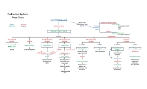 endocrine system flow chart