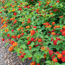 Image result for Lantana viburnoides