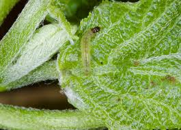 Image result for Hunteria myriantha