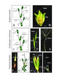 Image result for Andropogon schirensis