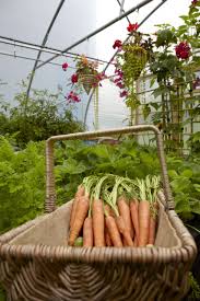 The 13 Best Companion Plants For Carrots | First Tunnels